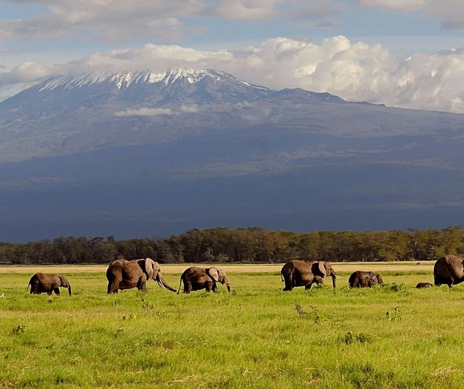 Elephants grazing in the savannah with Mount Kilimanjaro in the background, Kenya.