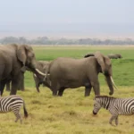 10 FAQ for Visiting Amboseli National Park, Kenya