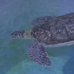 Clearwater Marine Aquarium