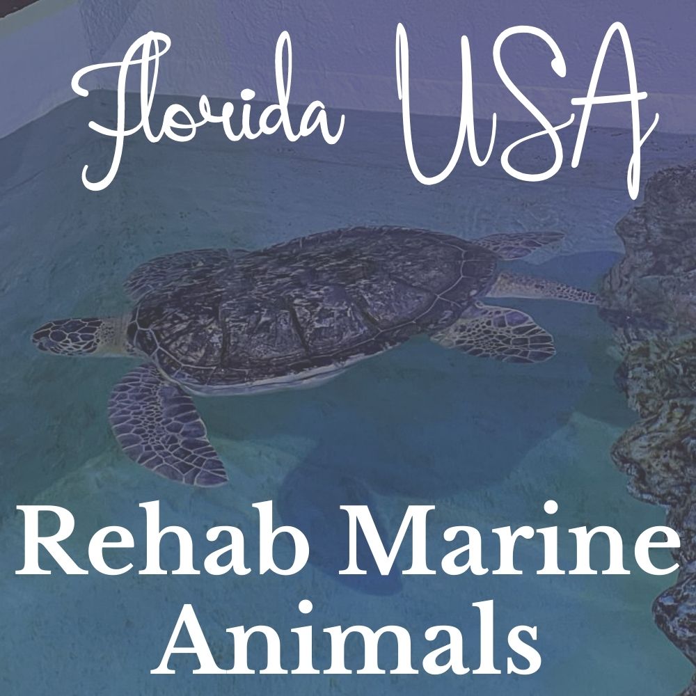 Rehab marine animals in Floria