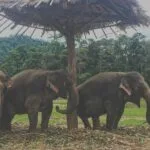 Elephant Nature Park