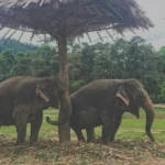 Elephant Nature Park