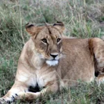 Safari in Kenya