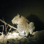 Safari in South Africa