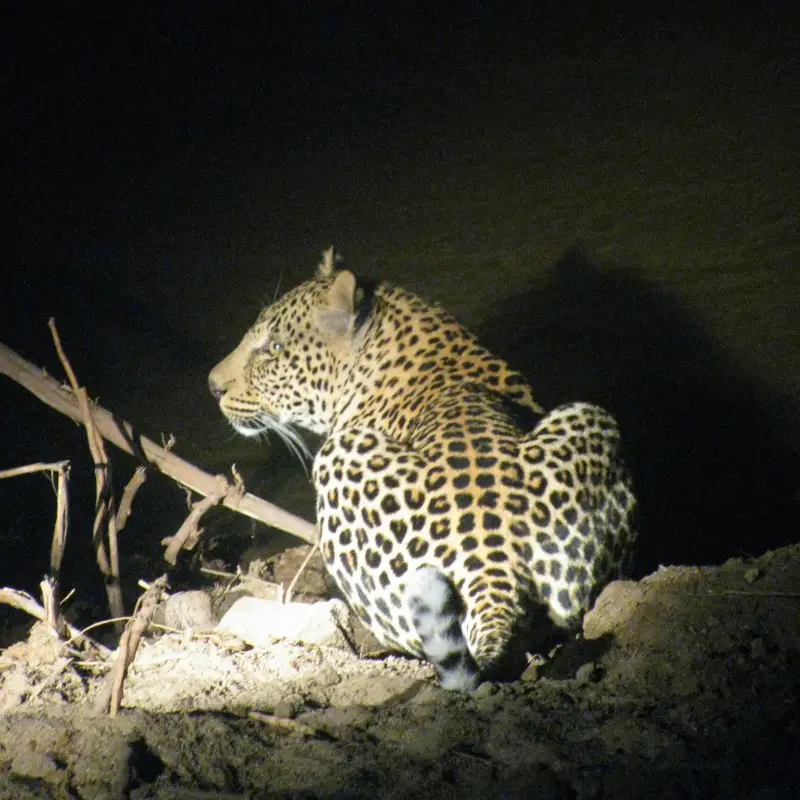Safari in South Africa