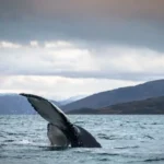 Whale Watching in Tromso, Norway
