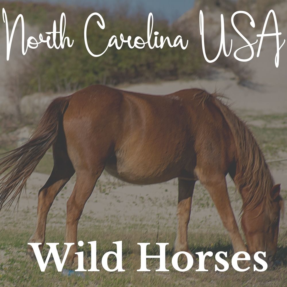 Wild horses in North Carolina, USA