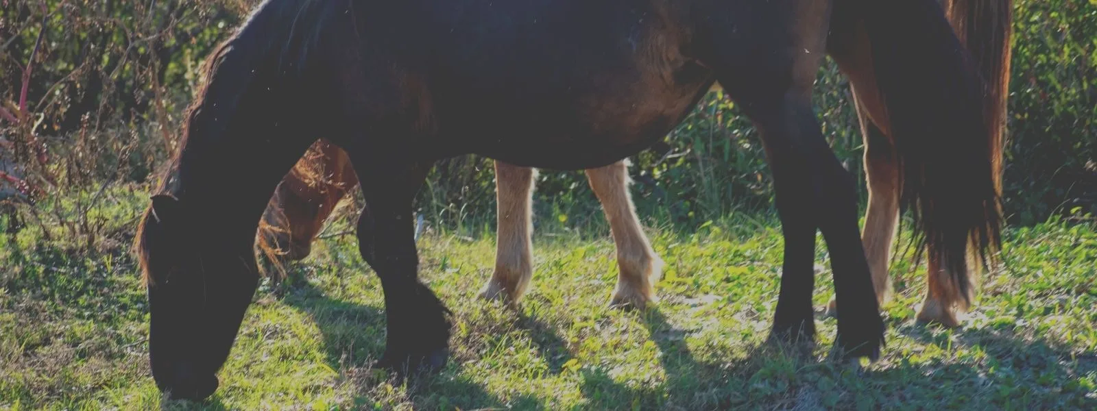 Wild Horses in the Outer Banks
