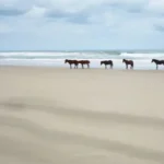 Wild Horses in the Outer Banks