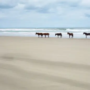 Wild Horses in the Outer Banks
