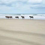 Wild Horses in the Outer Banks