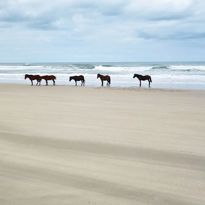 Wild Horses in the Outer Banks