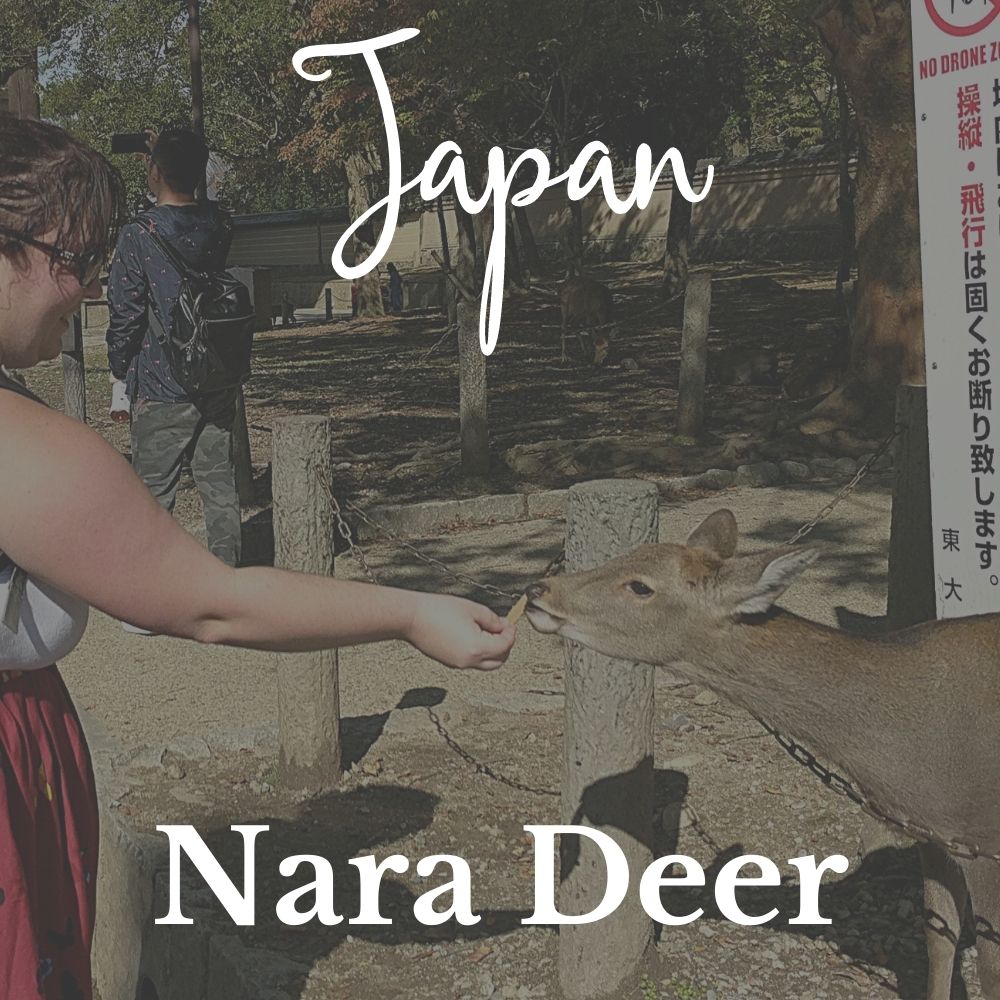 Feeding Nara deer in Japan