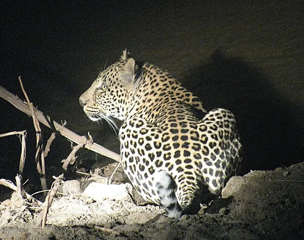 Leopard laying at night