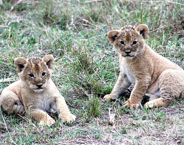 Safari in Kenya Ethical Animal Encounters