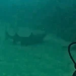 Scuba Diving in Costa Rica