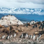 Magellanic Penguins in Argentina