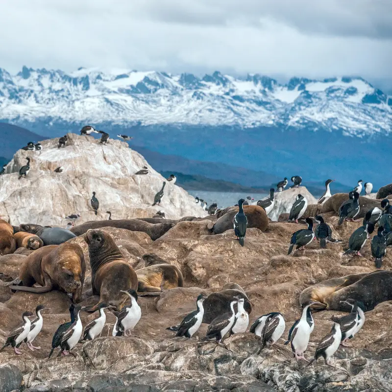 Magellanic Penguins in Argentina