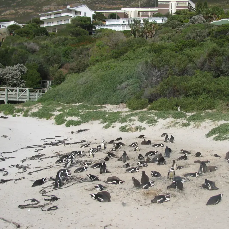 Penguin Spotting in South Africa