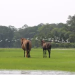 See Wild Ponies in Chincoteague, Virginia