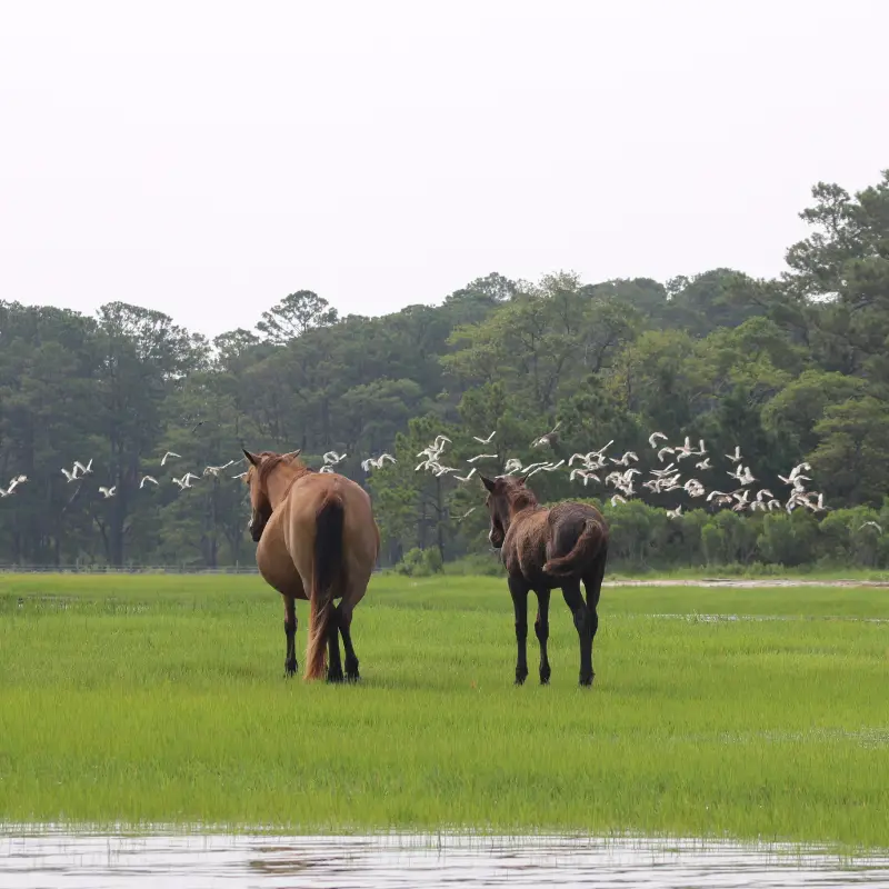 See Wild Ponies in Chincoteague, Virginia