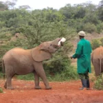 Elephant Orphanage in Kenya