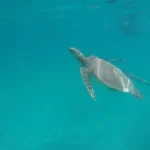 Swimming with Turtles