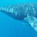 Swimming with Whale Sharks in Mexico