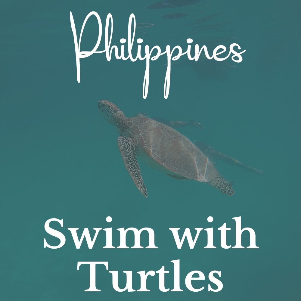 Swim with Turtles in Phillippines