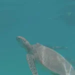 Swimming with Turtles