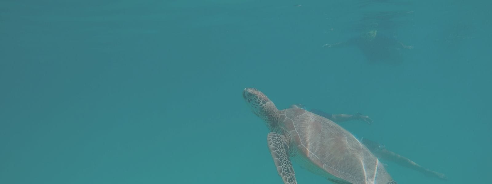 Swimming with Turtles