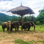 Elephant Nature Park