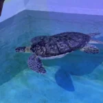 Clearwater Marine Aquarium