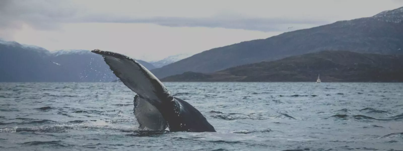 Whale Watching in Tromso, Norway