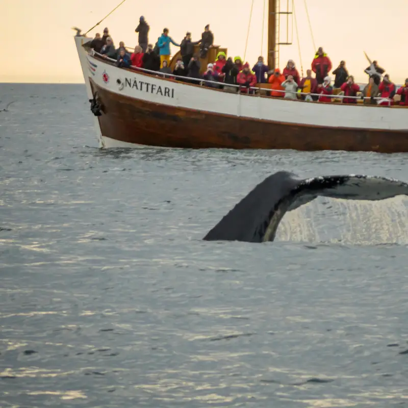 Whale Watching in Iceland