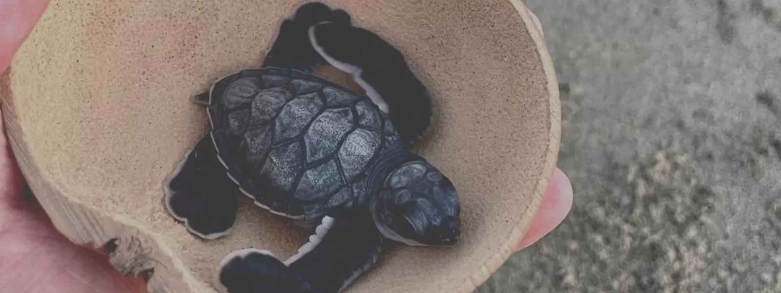 Releasing Baby Turtles in Mexico
