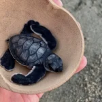 Releasing Baby Turtles in Mexico
