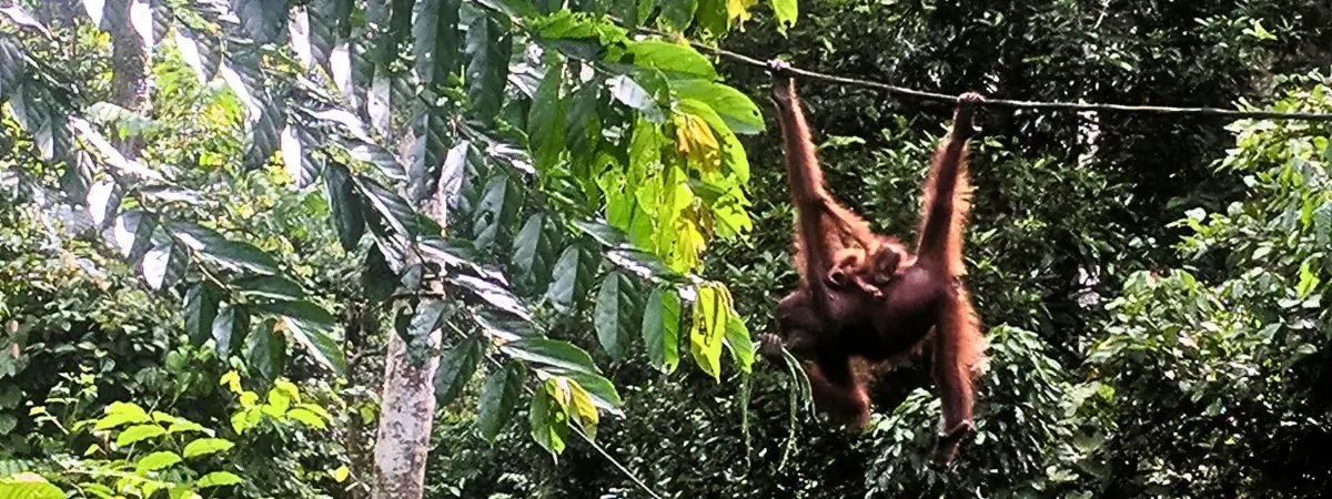 Orangutan Rehabilitation in Borneo