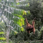 Orangutan Rehabilitation in Borneo
