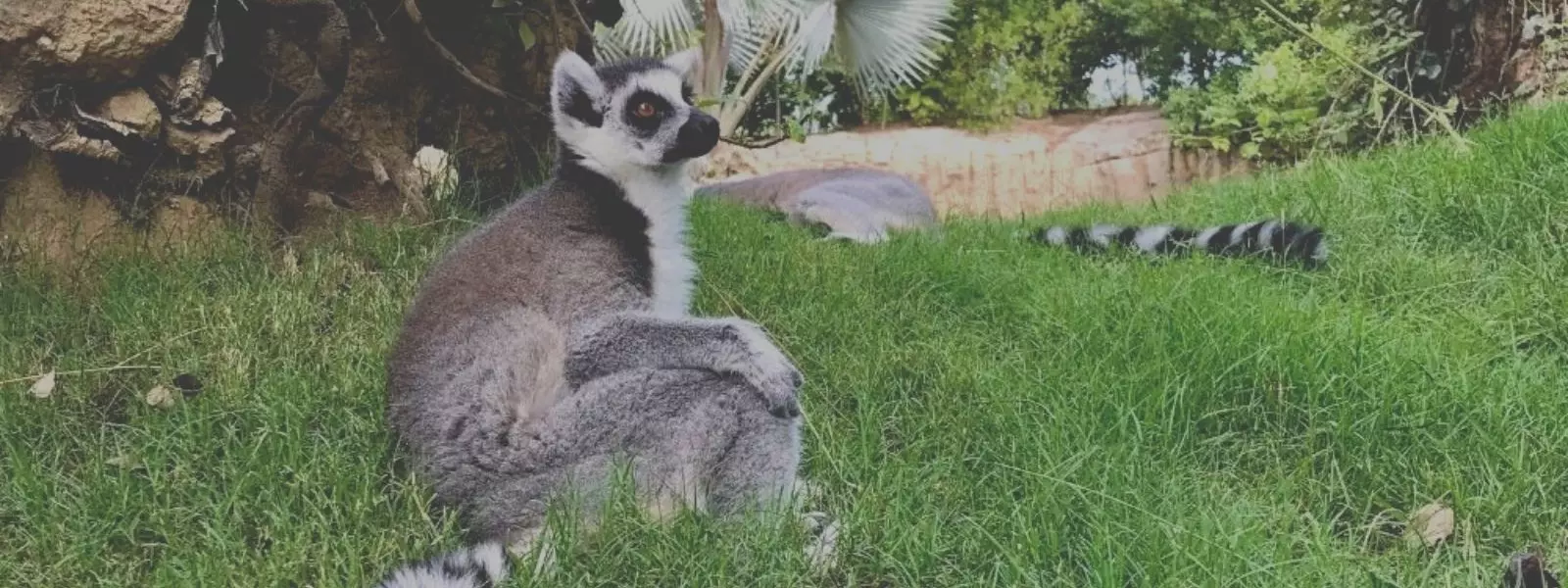 Valencia Bioparc in Spain