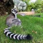 Valencia Bioparc in Spain