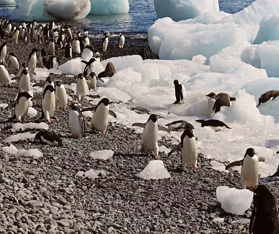 Penguins walking along the beach in Antarctica
