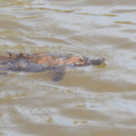 Platypus Spotting in Australia