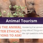 Is the Animal Encounter Ethical? 10 Questions to Ask!