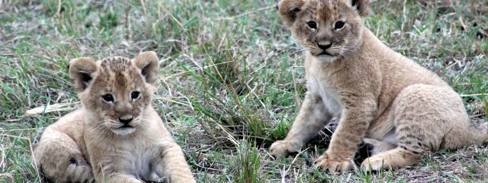 Is the Animal Encounter Ethical? 10 Questions to Ask!