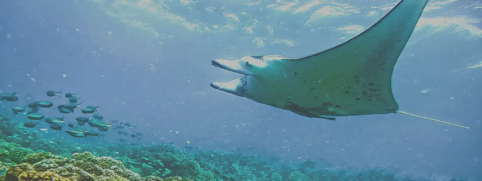 Snorkeling with Wild Manta Rays in Fiji