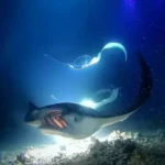 Scuba Diving with Manta Rays in Hawaii