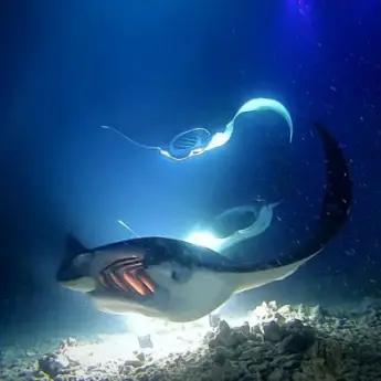 Scuba Diving with Manta Rays in Hawaii