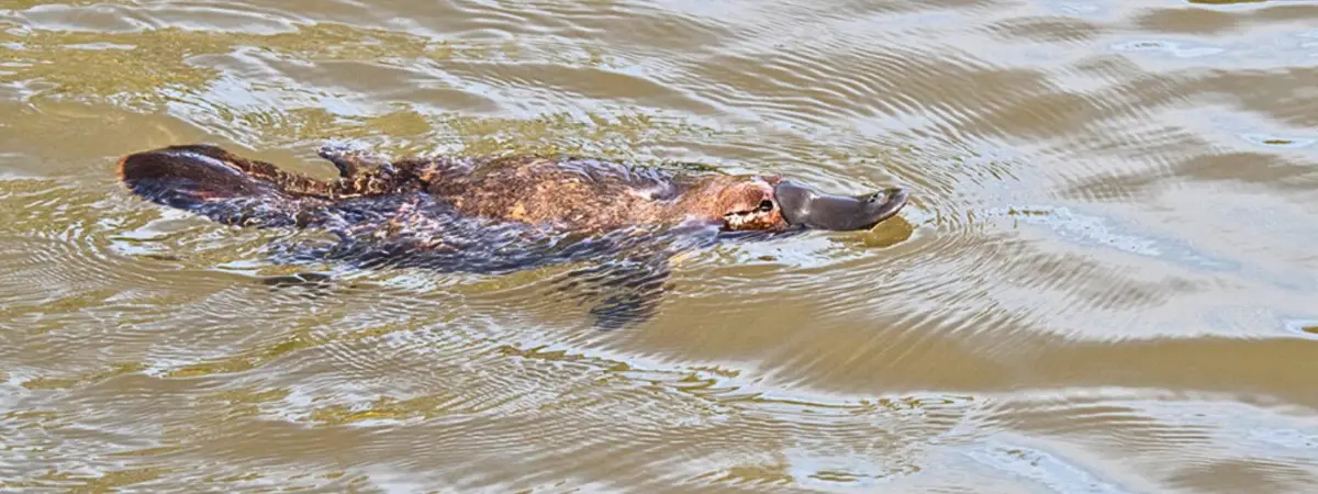 Platypus Spotting in Australia