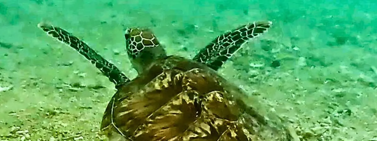 Snorkelling with Turtles in Australia 